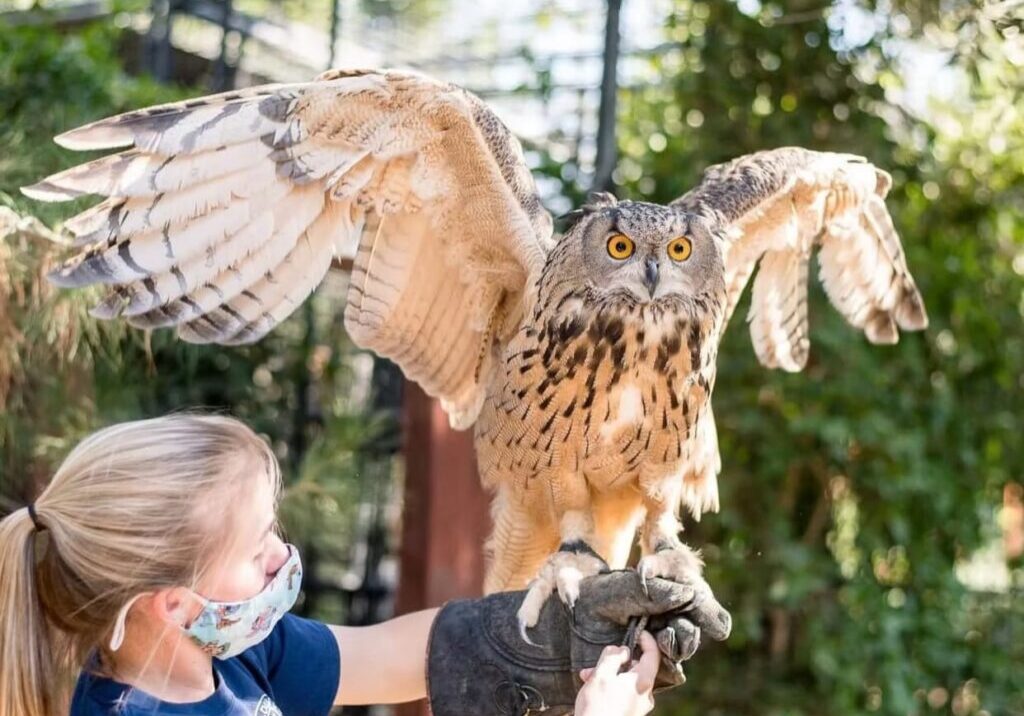 experience-animal-encounters